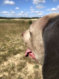 Close-up of a dog in the nature