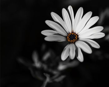 Close-up of flower