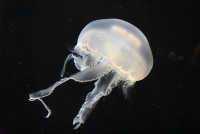 Close-up of jellyfish swimming in sea