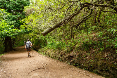 Man walking against trees in forest