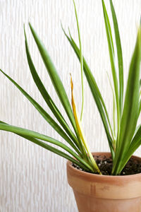 plant