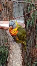 View of parrot perching on tree