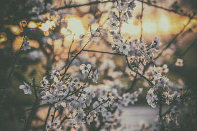 Close-up of apple blossoms in spring