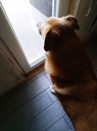 High angle view of dog at home