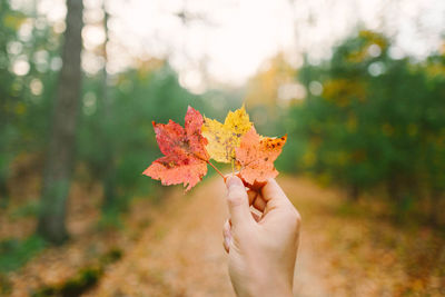 Close-up of hand holding maple leaf during autumn