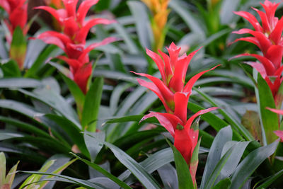 Close-up of red flowering plants