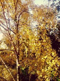 Yellow tree against sky during autumn