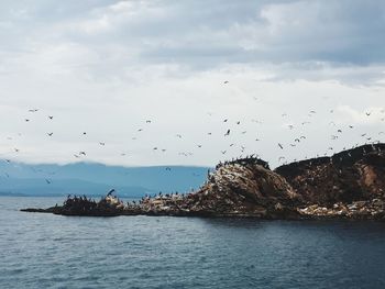 Birds flying over sea against sky