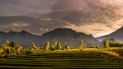 Scenic view of agricultural field against sky during sunset