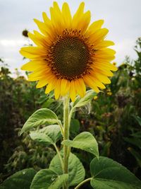 Close-up of sunflower on plant