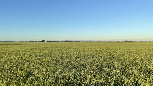 Scenic view of agricultural field against clear blue sky