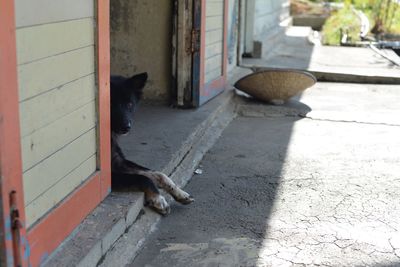 Dog on floor