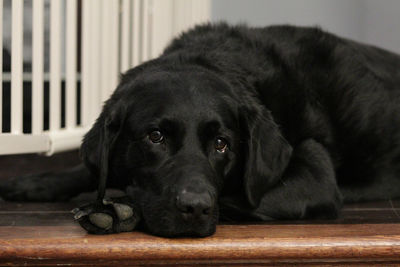 Portrait of black dog