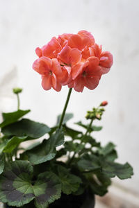 Close-up of pink flowering plant