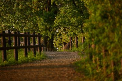 Footpath in park