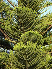 Full frame shot of trees in forest