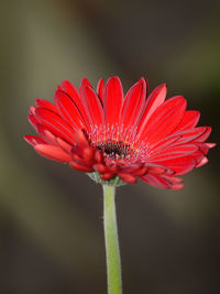 Close-up of red flower