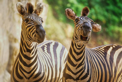 Close-up portrait of zebra