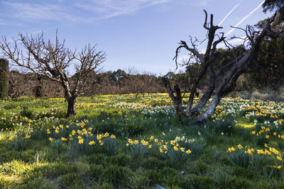 Scenic view of flowering plants on field against sky