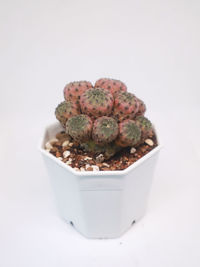 Close-up of potted plant against white background