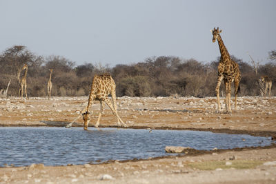 Giraffes standing on landscape against clear sky