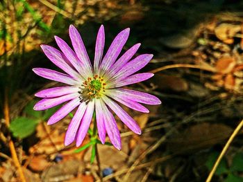 Close-up of purple flowers