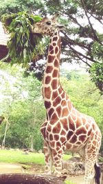 Giraffe in zoo