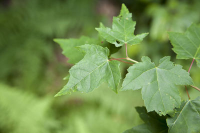 Close-up of plant