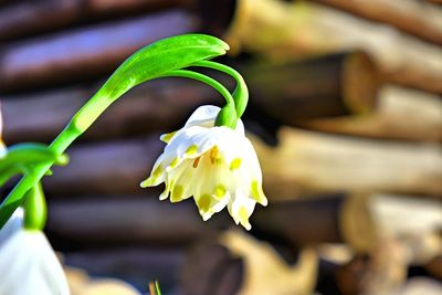 Close-up of white flowering plant