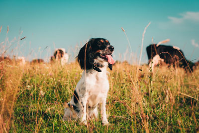 Dog looking away on field