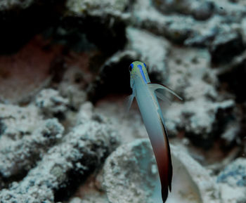 Close-up of fire-dart fish swimming in the sea