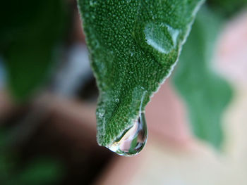 Close-up of raindrops on leaf