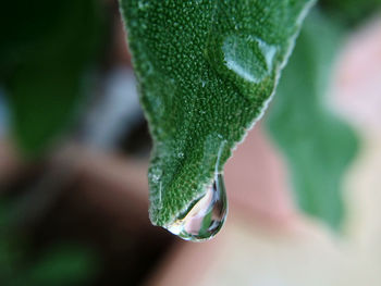 Close-up of raindrops on leaf