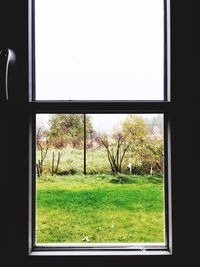 Trees on field seen through window
