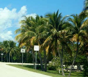 Palm trees against sky