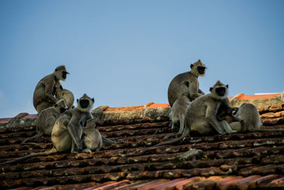 Low angle view of monkey sitting against clear sky