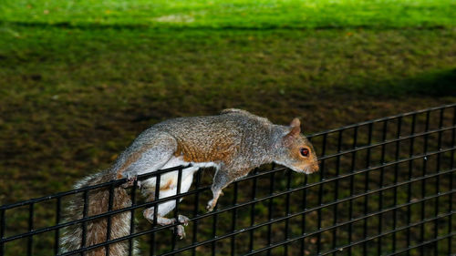 Squirrel on a field