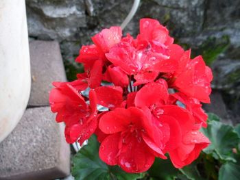 Close-up of red flower