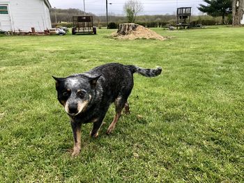 Portrait of black dog on land