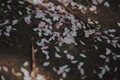 Close-up of autumnal leaves on ground