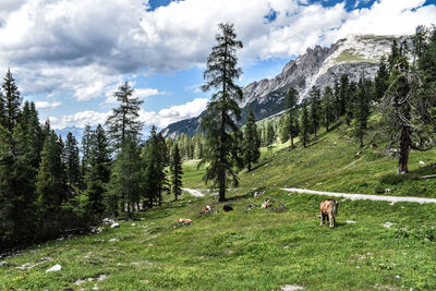 View of a horse on field