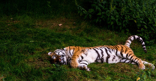 Tiger lying on grass