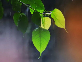 Close-up of green leaf on plant