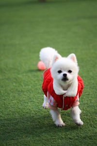 Portrait of a dog