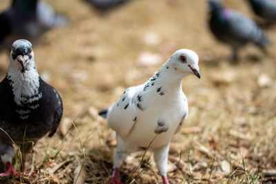 Close up of pigeon
