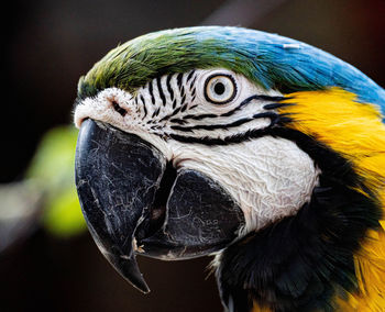 Close-up of a parrot