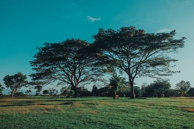 Trees on field against sky