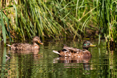 Mallard ducks swimming in lake