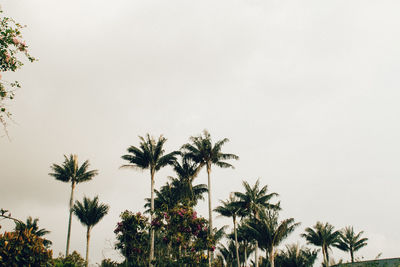 Low angle view of palm trees against clear sky