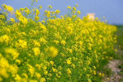 Scenic view of oilseed rape field